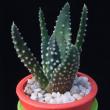 Haworthia maxima (3,5)