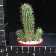 Hoodia macrantha (5,5)