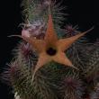 Huernia pillansiiPP20107