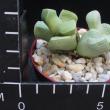 Lapidaria margaretae (5,5)