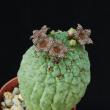 Larryleachia cactiformis seme