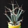 Leuchtenbergia principis (3,5)