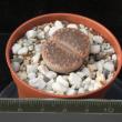 Lithops aucampiae (5,5)