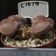 Lithops aucampiae 8,5 (L1419)