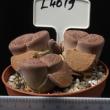 Lithops aucampiae 8,5 (L4019)