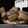 Lithops aucampiae v. Kuruman (L1019)