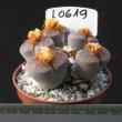 Lithops aucampiae v. aucampiae 8,5 (L2719)