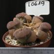 Lithops aucampiae v. aucampiae 8,5 (L0619)