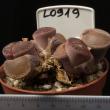 Lithops aucampiae v. aucampiae 8,5 (L 0919)