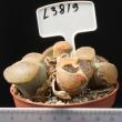 Lithops aucampiae v. aucampiae 8,5 (L3819)