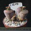 Lithops aucampiae v. aucampiae (L1219)