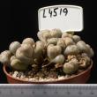 Lithops bromfieldii v. mennellii 8,5 (L4519)