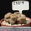 Lithops bromfieldii v. insularis 8,5 (L3219)