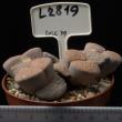 Lithops fulviceps v. fulviceps 8,5 (L2819)