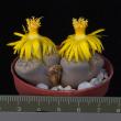 Lithops fulviceps v. lactinea (5,5)