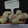 Lithops gesinae (8,5) L0819