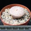 Lithops gracilidelineata (5,5)