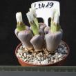 Lithops gracilidelineata (L2419)