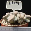 Lithops gracilidelineata ssp. gracilidelineata 8,5 (L3019)