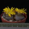 Lithops hallii v. ohracea (5,5)