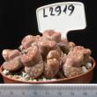 Lithops hallii v. ochracea 8,5 (L2919)