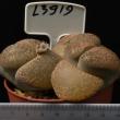 Lithops hookeri v. marginata 8,5 (L3919)