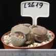 Lithops hookeri v. dabneri 8,5 (L2619)