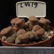 Lithops hookeri v. dabneri 8,5 (L4419)