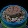 Lithops hookeri v. lutea (3,5)