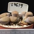 Lithops hookeri v. vermikulate 8,5 (L4619)