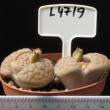 Lithops jullii ssp. jullii 8,5 (4719)