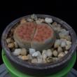 Lithops karasmontana f. Signalberg (3,5)