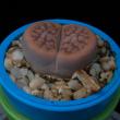 Lithops karasmontana (3,5)