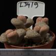 Lithops lesliei f. Kimberley 8,5 (L3419)