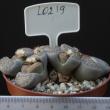 Lithops lesliei v. Kimberley 8,5 (L0219)