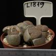 Lithops lesliei f. Kimberley 8,5 (L1819))