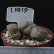 Lithops lesliei v. burchellii 8,5 (L1919)