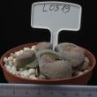 Lithops lesliei v. venteri 8,5 (L0519)