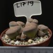 Lithops lesliei v. venteri 8,5 (L1719)