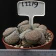 Lithops lesliei v. venteri 8,5 (L2219)