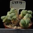 Lithops olivacea 8,5 (L4319)