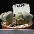 Lithops olivacea 8,5 (L4219)