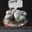 Lithops pseudotruncatella (L0419)