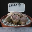 Lithops pseudotruncatella 8,5 (L0119)