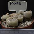 Lithops pseudotruncatella v. pseudotruncatella 8,5 (L0319)