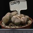 Lithops pseudotruncatella 8,5 (L0419)