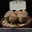 Lithops pseudotruncatella dendritica 8,5 (L1619)