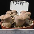 Lithops schwantesii 8,5 (L3619)