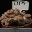 Lithops schwantesii v. schwantesii 8,5 (L2519)