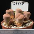 Lithops schwantesii v. gebseri 8,5 (L4119)